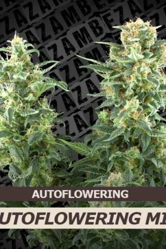 Autoflowering Mix Feminizowane 10szt – Zambeza Seeds