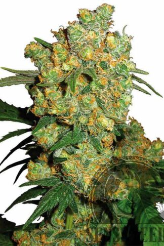 Big Bud Feminizowane