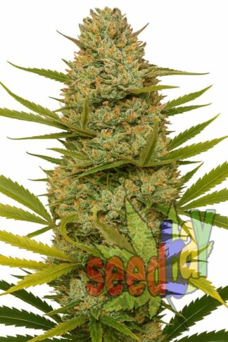 Big Bud Feminizowane