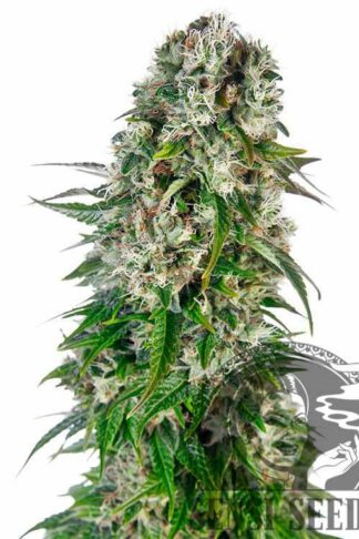Big Bud Automatic Feminizowane