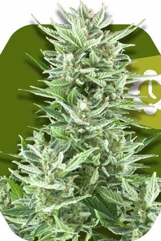 Big Bud XXL Automatic Feminizowane