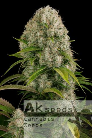 Big White Widow Feminizowane