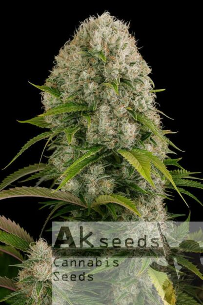 Big White Widow Feminizowane