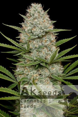 Big White Widow Automatic Feminizowane