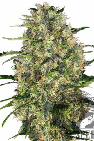 Black Domina Feminizowane