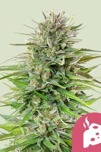Blue Cheese Feminizowane