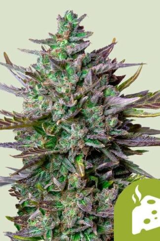 Blue Cheese Automatic Feminizowane