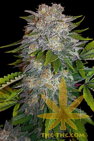 Blue Cookies Feminizowane