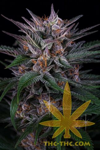 Blue Cookies Automatic Feminizowane