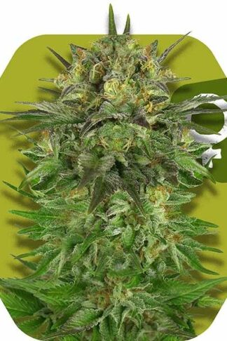 Blue Dream Feminizowane