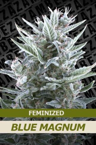 Blue Magnum Feminizowane