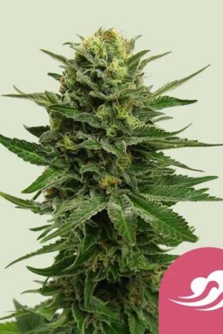 Blue Mystic Feminizowane