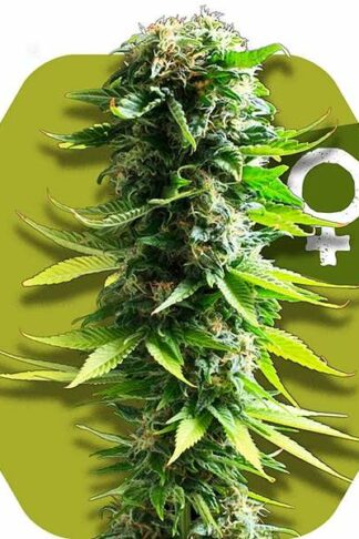Blue Widow Feminizowane