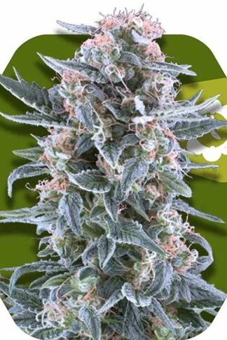 Blueberry Automatic Feminizowane