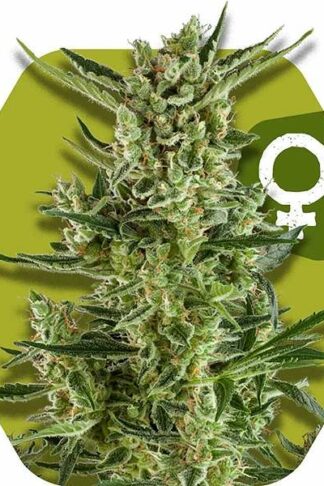 Blueberry Cheese Feminizowane