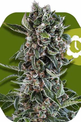 Blueberry Cheese Automatic Feminizowane