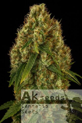 Bruce Banner Ak Automatic Feminizowane