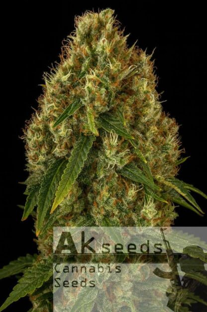 Bruce Banner Ak Automatic Feminizowane