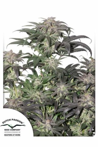 Bubba Island Kush Feminizowane
