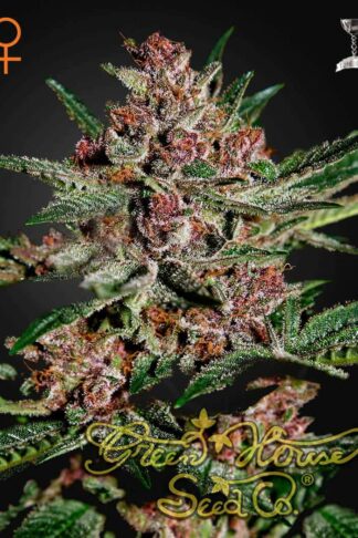 Bubba Kush Feminizowane