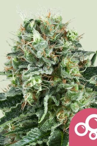 Bubble Kush Feminizowane
