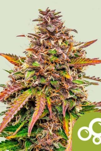 Bubble Kush Automatic Feminizowane