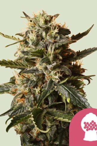 Bubblegum XL Feminizowane