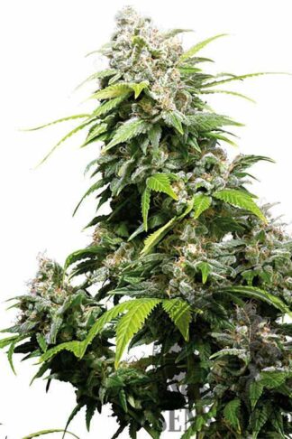 California Indica Feminizowane