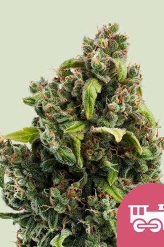 Candy Kush Express Feminizowane