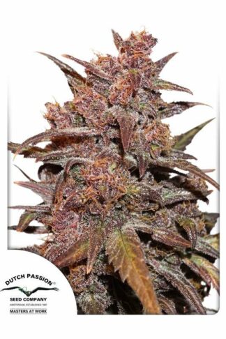 CBD Auto Blackberry Kush Feminizowane