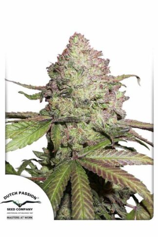 CBD Auto Charlotte’s Angel Feminizowane