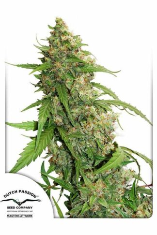 CBD Auto Compassion Lime Feminizowane