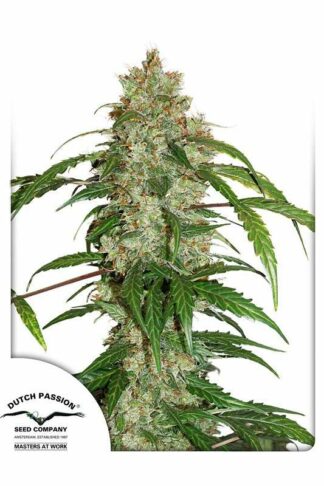 CBD Auto White Widow Feminizowane