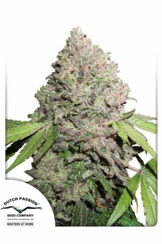 CBD Charlotte’s Angel Feminizowane