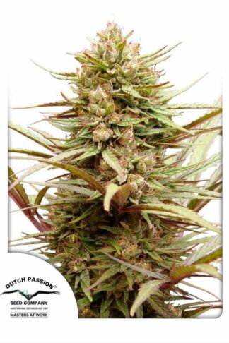 CBD Compassion Feminizowane