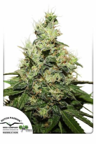 CBD Kush Feminizowane