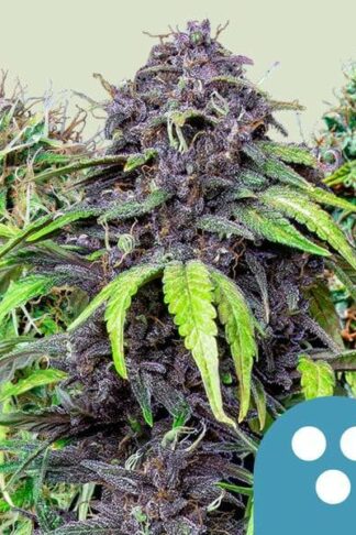 CBD Mix Feminizowane 3szt – Royal Queen Seeds