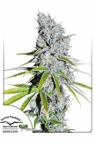 CBD Skunk Haze Feminizowane