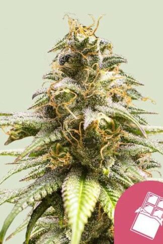 Chocolate Haze Feminizowane