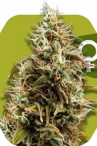 Chocolope Feminizowane