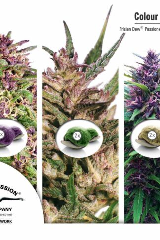 Colour Mix1 – Dutch Passion
