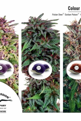 Colour Mix2 – Dutch Passion