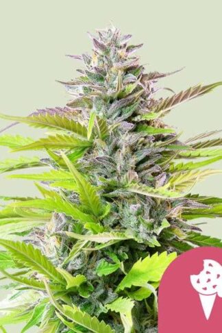 Cookies Gelato Feminizowane