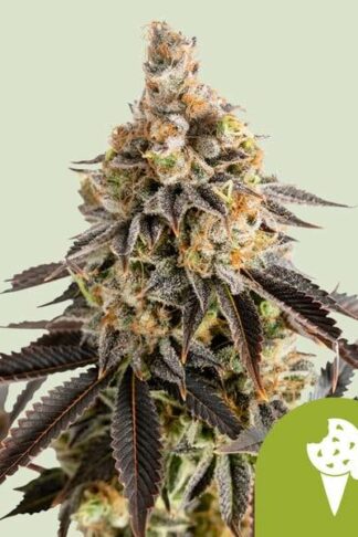 Cookies Gelato Automatic Feminizowane