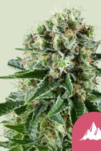 Critical Kush Feminizowane