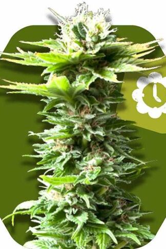 Critical Kush XL Automatic Feminizowane