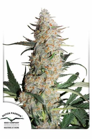 Critical Orange Punch Feminizowane