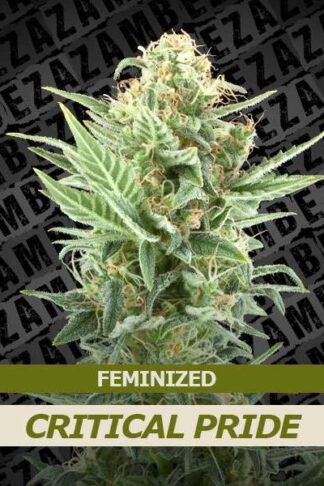 Critical Pride Feminizowane