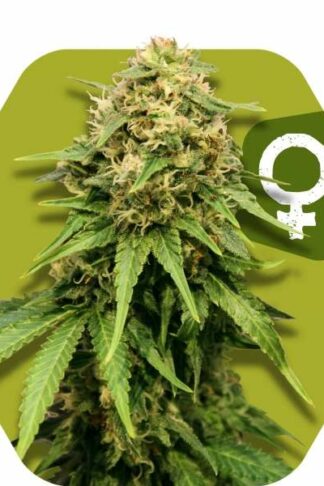 Critical XXL Feminizowane