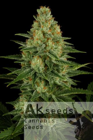 Crystal Kush Feminizowane 1+1